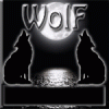   wolf-454011849