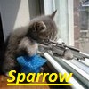   ^_^Sparrow^_^