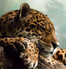   .:Jaguar:.