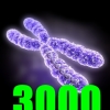   hromosoma3000