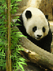   Panda28
